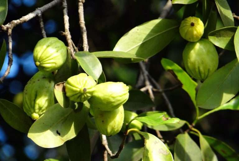 Wat is Garcinia combogia? Veelbelovend afslankproduct