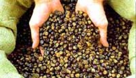 Wat is Guarana? (2x zoveel natuurlijke cafeine)